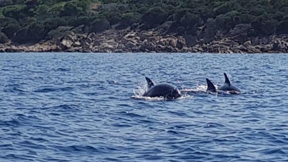 U Riposu Di A Cupulatta Bed & Breakfast Sollacaro Dış mekan fotoğraf